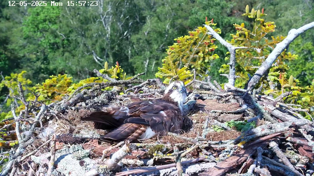 A bird of prey, possibly an osprey, is lying in its nest made of sticks and moss. The nest is situated high among green leafy trees, with a dense forest in the background. The bird has brown and white feathers, with piercing yellow eyes looking directly at the camera. The image is timestamped "12-05-2025 Mon 15:57:23" in the top left corner.