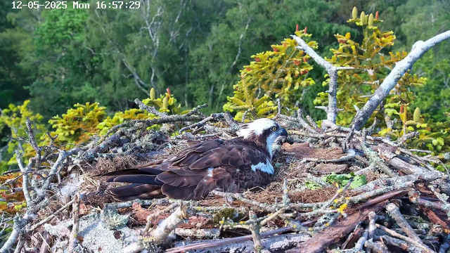 A bird of prey, likely an osprey, is sitting in a nest made of sticks and moss on a tree branch. The nest is surrounded by green foliage, and the background shows a lush, dense forest. The bird has a white head with a dark eye stripe, yellow eyes, and dark brown feathers on its body. The image is timestamped "12-05-2025 Mon 16:57:29" in the upper left corner.
