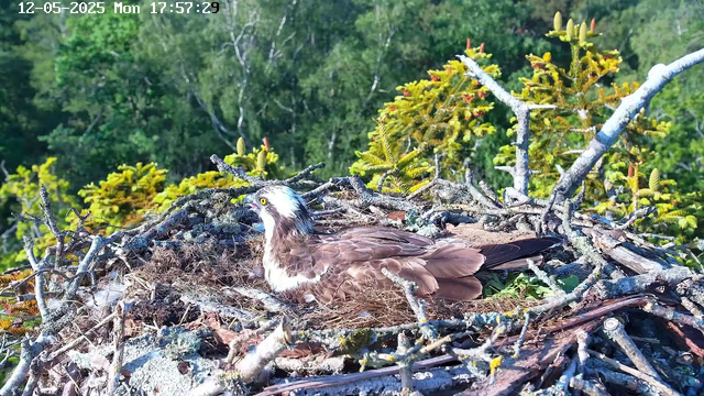 A close-up view of an osprey sitting in its nest made of sticks and twigs, with lush green trees and foliage in the background. The bird has a white head with a dark eye stripe, yellow eyes, a hooked beak, and brown plumage on its body. It appears to be looking upward with its head turned slightly to the side. The image includes a timestamp in the upper left corner showing the date "12-05-2025" and the time "17:57:29".
