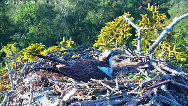 A bird, likely an osprey, is resting in its nest made of sticks and twigs. The nest is situated high in a tree surrounded by lush green foliage. The bird has dark wings and a white head with a distinctive markings. The sunlight illuminates the scene, highlighting the details of the nest and the bird. The timestamp on the image reads "12-05-2025 Mon 19:00:14."