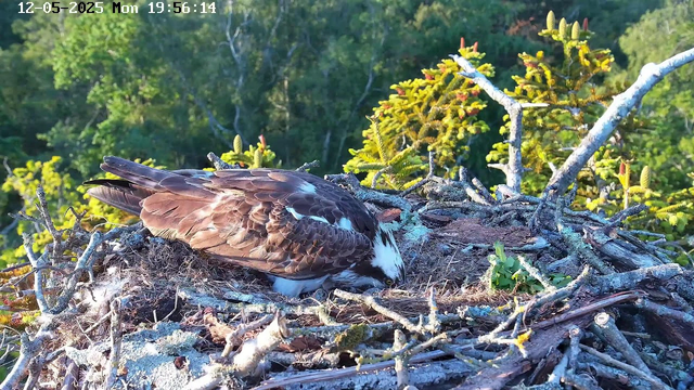 A young bird of prey, likely an osprey, is perched on a nest made of twigs and branches. The bird is bending forward, appearing to be feeding or tending to something in the nest. The background shows lush green foliage with various trees and plants illuminated by sunlight. The upper left corner displays the date and time: 12-05-2025, Monday, 19:56:14.
