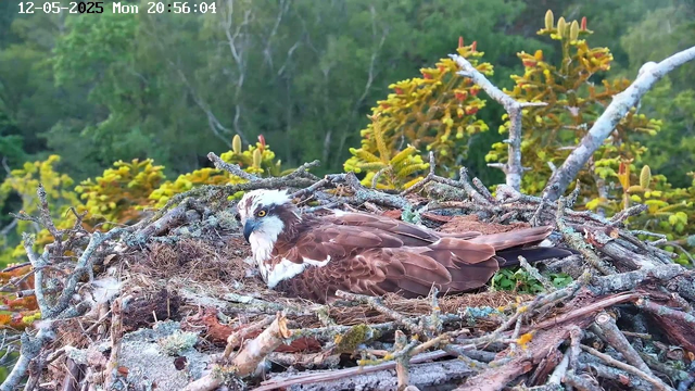 An osprey is sitting on its nest made of sticks and moss, surrounded by green foliage and trees in the background. The bird has brown and white feathers, with a distinctive white stripe above its eye and a sharp beak. The scene appears to be captured during daylight hours.