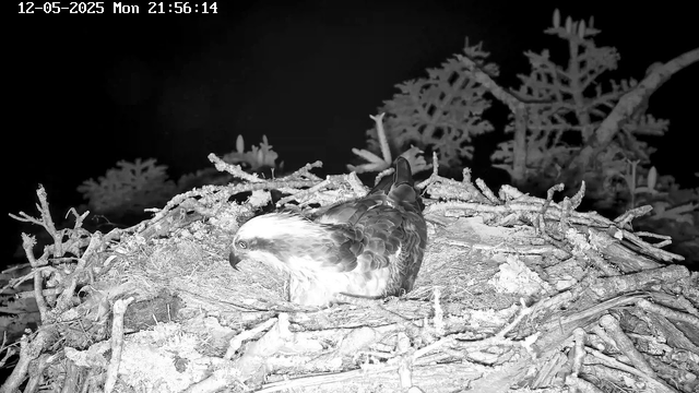 A bird of prey, likely an eagle, is sitting in its nest made of sticks and twigs. The image appears in black and white, taken at night with the nest located among tree branches and foliage. The timestamp in the top left corner indicates the date and time as December 5, 2025, at 21:56:14.