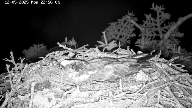 A bird is lying in a nest made of twigs and branches, with some feathers visible. The scene is captured at night in black and white, with a dark sky in the background. There are some trees or plants in the distance behind the nest. The timestamp on the image indicates it was taken on December 5, 2025, at 10:56 PM.