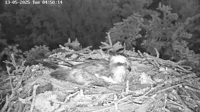 A bird of prey, likely an osprey, sits on a large nest made of sticks and twigs, resting with its head turned to the right. The nest is situated high among tree branches in a natural forest setting. The image is in black and white, and a timestamp at the top indicates the date as May 13, 2025, and the time as 04:58:14.