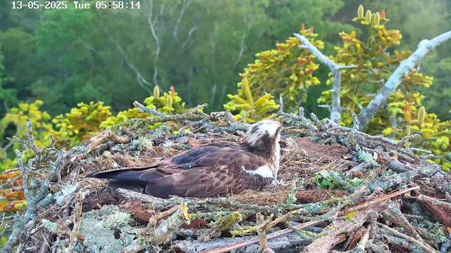 A bird of prey, possibly an osprey, is sitting on a large nest made of sticks and moss on a tree branch. The bird has brown and white feathers, with a distinctive white head and a dark eye stripe. The background features lush green foliage and a dense forest. The timestamp on the image indicates the date as May 13, 2025, and the time as 05:58:14.