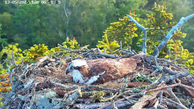 A young osprey is resting in its nest made of sticks on a tree branch, surrounded by green foliage. The bird has brown and white feathers, with striking yellow eyes, and is looking intently to the side. The background shows a lush, green forest. The timestamp on the image indicates it was captured early in the morning.