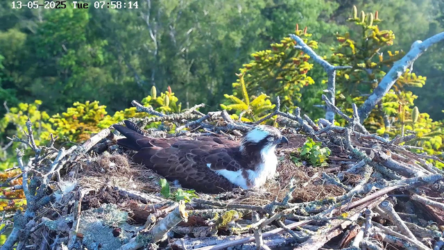 A young bird, possibly an osprey, rests in a large nest made of sticks and twigs on a tree branch. The nest is surrounded by green foliage and branches, with more trees and leaves in the background. The top left corner displays the date "13-05-2025" and the time "07:58:14," indicating early morning or late morning light.