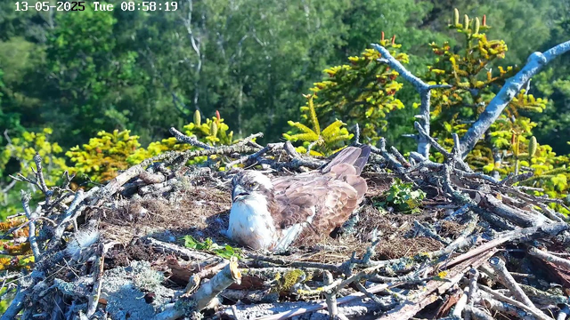 A bird of prey, likely an osprey, is resting in its nest made of sticks and twigs. The nest is situated among green foliage with various plants and trees in the background. The scene is brightly lit, indicating it is daytime. A timestamp at the top shows the date as May 13, 2025, and the time as 8:58:19 in the morning.