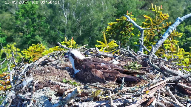 A wide shot of a nest built among tree branches and foliage. Inside the nest, an osprey is lying down, with its head turned to the side, showing its white head with dark eye markings and brown feathers on its body. The background features green leaves and trees under bright daylight. The timestamp at the top shows the date "13-05-2025" and the time "09:58:14".