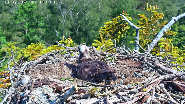 A bird of prey, likely an osprey, is resting in its nest made of sticks and moss. The nest is situated high among tree branches, with a lush, green forest in the background. The bird’s back is visible, showing dark brown feathers, and it appears to be looking to the side. The image includes a timestamp at the top with the date and time.