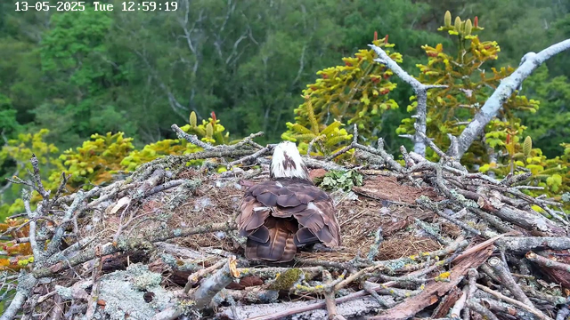 A bird with a white head and dark brown and black feathers is sitting in a large nest made of sticks and moss, built among the branches of a tree. The background features green foliage and a forested landscape. The date and time are displayed at the top left corner: "13-05-2025 Tue 12:59:19".
