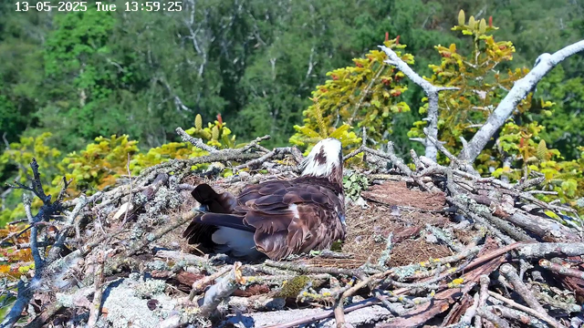 A young bird is lying in a nest made of twigs, moss, and bark, situated high in a tree surrounded by green foliage. The nest is built on a branch with other branches extending outward, and the background consists of dense green leaves and trees. The bird has dark feathers and is resting with its head turned to the side, showing some white feathers on its head. The scene appears to be captured by a webcam outdoors.