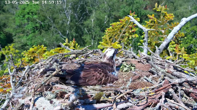 A bird is sitting in a large nest made of twigs and branches, situated high among green foliage and trees. The bird has brown and white feathers, with some blue highlights. The background shows dense trees with bright green leaves, and the sky appears clear and sunny. The timestamp on the image reads "13-05-2025 Tue 14:59:19".