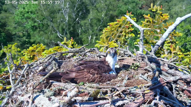 A young osprey chick with brown feathers and a white chest is sitting in a large nest made of sticks and moss. The chick has a white face with a dark eye stripe, a yellow eye, and a sharp, hooked beak. The nest is built among green trees with thick foliage in the background, and the sky above is clear. The top left corner of the image shows a timestamp: "13-05-2025 Tue 15:59:19".