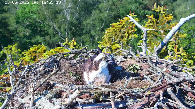 A close-up view of a bird of prey, likely an osprey, sitting in a large nest made of sticks and moss. The bird has sharp yellow eyes, a white head with dark markings, and brown and white feathers on its body. The nest is situated in a tree with green foliage and a lush forest background. The date and time are displayed in the top left corner: 13-05-2025, Tuesday, 16:59:19.