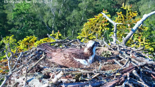 A bird, possibly an osprey, is sitting in its nest made of sticks and twigs, surrounded by green foliage and trees in the background. The nest is constructed on a high branch, and the scene appears to be captured in daylight. There is a timestamp and date at the top left corner of the image.