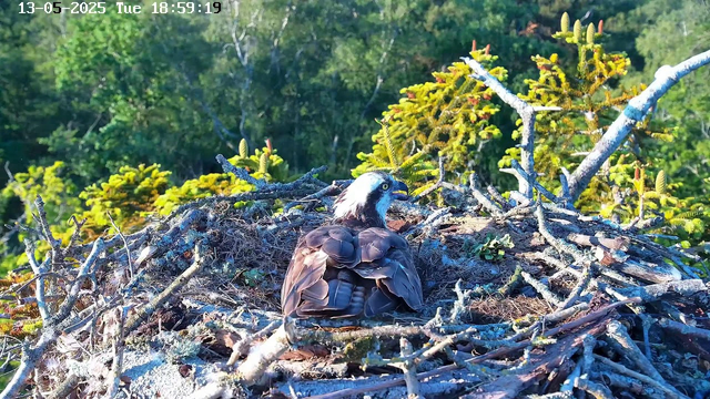 A bird of prey, likely an osprey, is sitting on its nest made of twigs and branches. The nest is situated in a tree with lush green foliage in the background. The bird has a white head with a dark eye stripe, yellow eyes, and brown feathers on its body. It appears to be looking to the right. The image is brightly lit, indicating it is daytime. The top of the image includes a timestamp and date.