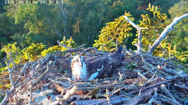 An osprey is sitting in a large nest built of sticks and twigs on a tree branch. The bird has white head and chest with brown wings, and is looking toward the camera. The background shows lush green foliage and trees under bright sunlight. A timestamp in the upper left corner indicates the date as May 13, 2025, and the time as 19:59:25.