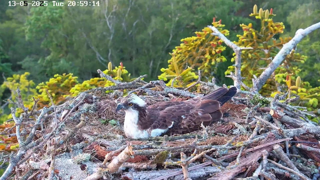 A young osprey is resting in its nest made of sticks, situated high among green foliage and trees. The bird has a white head with dark markings around its eyes and a dark brown body. The background is lush with green trees, and the image has a timestamp at the top left corner indicating the date and time.