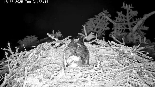 A bird, likely a raptor, is resting in a nest made of sticks and branches. The image appears to be in black and white, captured by a webcam at night. The bird is lying down with its head tucked in, and the background shows some tree branches and leaves. The timestamp in the top left corner indicates the date as 13-05-2025 and the time as 21:59:19.
