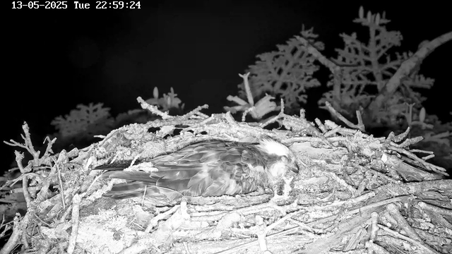 A bird, likely an eagle, is sitting on its nest made of twigs and branches. It appears to be resting with its eyes closed, and the nest is situated among surrounding branches and foliage. The image is in black and white, and the background is dark. The date and time are displayed at the top left corner.