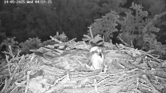 A close-up black-and-white image of an osprey sitting on its nest made of sticks and twigs. The nest is located high in a tree, with a backdrop of dark foliage and branches. The image is timestamped and date-stamped at the top left corner, showing "14-05-2025 Wed 04:59:25."