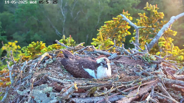 A young bird, likely an osprey, is resting in a large nest made of sticks and twigs. The nest is perched high among lush green trees, with sunlight filtering through the foliage. The time and date are displayed at the top left corner of the image.