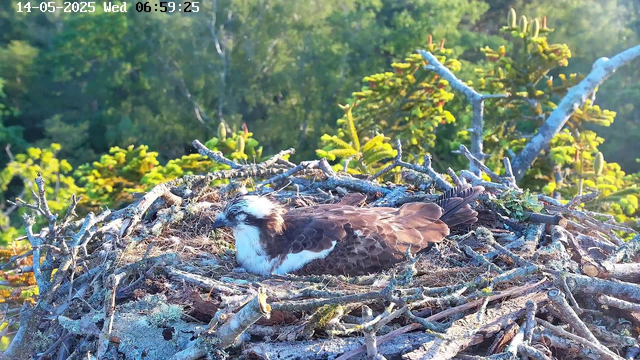 A bird of prey, possibly an osprey, is sitting in its nest made of twigs and moss on a tree branch. The nest is set against a backdrop of green foliage and trees, with sunlight illuminating the scene. The bird has a white head with a dark eye stripe, a brown back, and wings. The time and date displayed are May 14, 2025, at 6:59 AM, and the day is Wednesday.