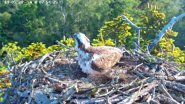 An osprey bird with brown and white feathers is sitting in its nest made of sticks and twigs on a tree. The background features green foliage and sunlight filtering through the trees. The image has a timestamp at the top left corner, showing the date "14-05-2025" and the time "07:54:25".