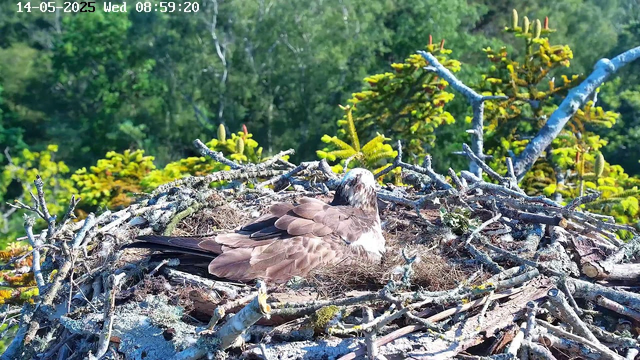 An osprey is resting in its nest made of sticks and moss, situated high in a tree. The background features lush green foliage and bright sunlight, indicating a clear day. The date and time are displayed at the top as "14-05-2025 Wed 08:59:20."