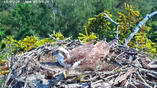 A close-up view of an osprey sitting in its nest made of sticks and twigs, with lush green foliage in the background. The osprey has brown and white feathers, piercing yellow eyes, and a hooked beak. The nest is situated high up in a tree or on a platform, with a mix of small and large branches forming the structure. The image appears to be captured by a webcam, with a timestamp of "14-05-2025 Wed 09:59:20" in the top left corner.