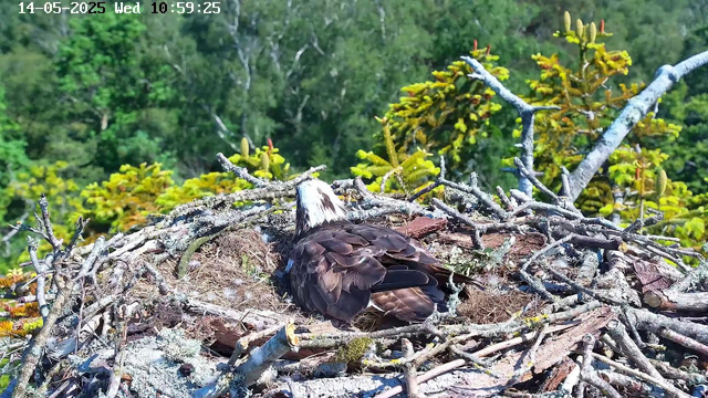 A bird of prey, possibly an osprey, is sitting in its nest made of twigs and branches. The nest is built high in a tree with green foliage and a dense forest background. The bird faces away from the camera, with its head turned slightly to the side. The image has a timestamp at the top left corner showing the date as May 14, 2025, and the time as 10:59:25.