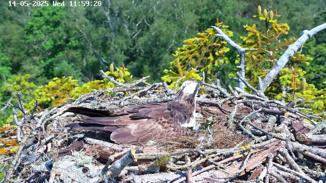 A young bird of prey, likely an osprey, is sitting in a nest made of twigs and branches. The nest is situated high among green trees with dense foliage. The bird has brown and white feathers and is resting with its head turned to the side. The background shows a lush green forest with various shades of green leaves. The timestamp in the top left corner indicates the date as May 14, 2025, and the time as 11:59:20 AM.