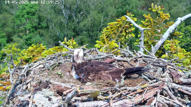 A bird, likely an osprey, is lying in its nest made of twigs and branches, situated high among green foliage. The nest is constructed on a tree branch with lush green leaves in the background. The image also shows the date and time as "14-05-2025 Wed 12:59:25" at the top.