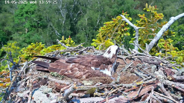 A bird with brown and white feathers is sitting on a nest made of sticks and moss, surrounded by green trees and foliage.