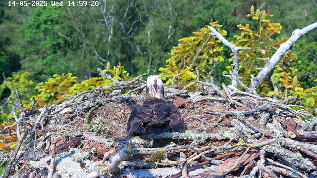 A bird of prey, likely an osprey, is sitting in a large nest made of sticks and twigs on a tree branch. The bird has dark brown feathers on its body and lighter, whitish feathers on its head. The background features lush green trees and foliage under bright daylight. The image has a timestamp at the top left corner reading "14-05-2025 Wed 14:59:20."