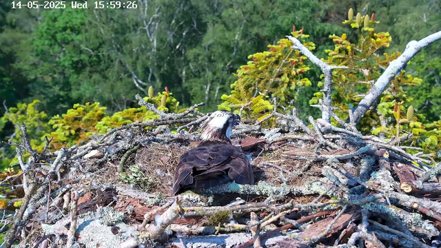 A young osprey is resting in its nest, which is made of sticks and twigs. The nest is situated high in a tree, surrounded by green foliage and branches. The background features dense green trees. The image has a timestamp in the upper left corner showing the date as May 14, 2025, and the time as 15:59:26.