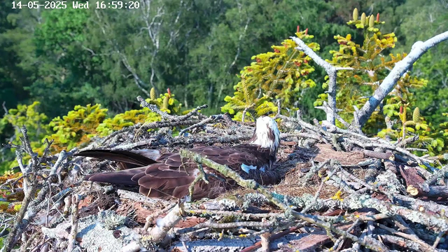 A bird with white and dark brown feathers rests on a large nest made of twigs and branches. The nest is situated high in a tree, surrounded by green foliage. The background features a lush green forest with dense leaves. The image is timestamped "14-05-2025 Wed 16:59:20" at the top.