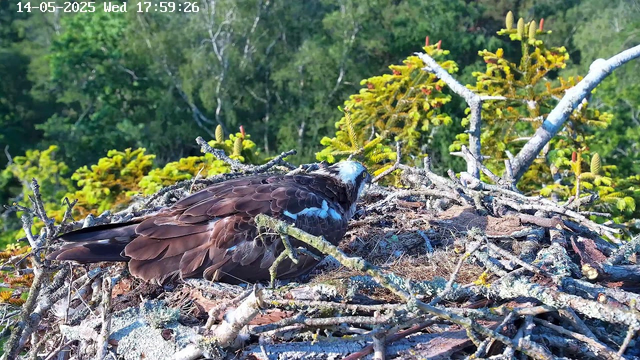 A bird of prey with dark brown and white plumage, possibly an osprey, is lying on its side in a nest made of sticks and branches. The nest is perched high in a tree with green foliage and small pine cones. The background shows dense green trees and a bright, sunny day. The image includes a timestamp showing "14-05-2025 Wed 17:59:26" at the top.