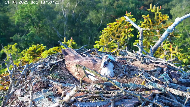 A bird of prey, possibly an osprey, is lying in its nest made of sticks and twigs. The bird has a white head with a dark stripe through its eyes, yellow eyes, and brown and white feathers. It is resting among the branches, with its wings close to its body, surrounded by green foliage in the background. The image appears to be captured by a webcam, with a timestamp showing the date as 14-05-2025 and the time as 18:59:21.