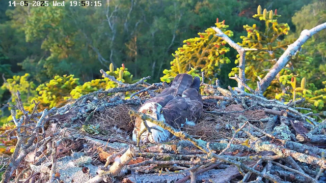 An osprey is lying in its nest made of sticks, surrounded by green trees and plants. The bird is looking directly at the camera, with its white head, dark eye stripe, and sharp beak visible. The background is filled with lush foliage, and the sunlight illuminates the scene. The timestamp indicates that the photo was taken on May 14, 2025, at 19:59:15.