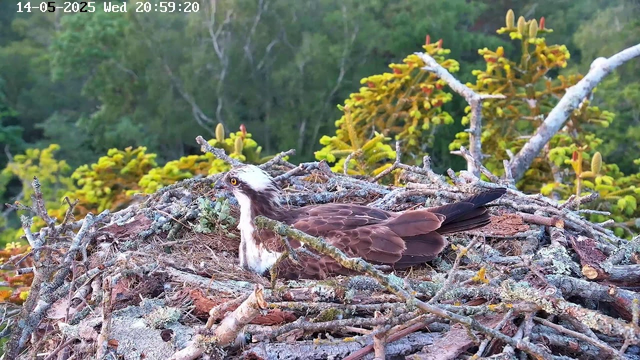 A bird of prey, likely an osprey, is sitting in a nest made of twigs and branches. The nest is situated among green foliage, with a dense forest in the background. The bird has a white head with dark markings around its eyes, brown wings, and piercing yellow eyes. The scene appears to be during daylight hours. A timestamp in the top left corner indicates the date as May 14, 2025, and the time as 20:59:20.