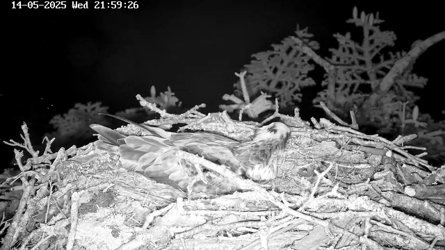 A bird, likely a raptor, is resting in its nest made of sticks and twigs. The nest is situated among tree branches with needle-like leaves, and the photo appears to be taken at night in black and white from a webcam. The date and time are displayed in the top left corner.