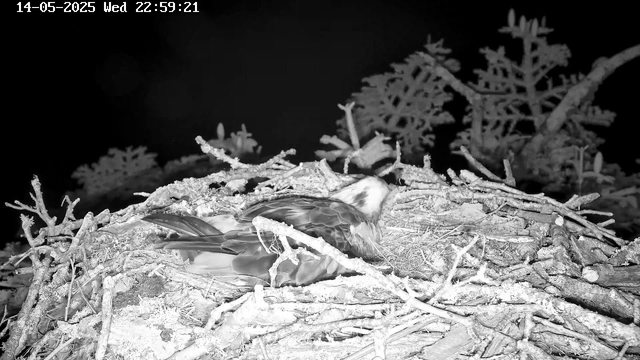 A bird is resting in a nest made of twigs and branches. The scene is captured in black and white, and there are trees with dense foliage in the background. The image has a timestamp showing the date and time as May 14, 2025, at 10:59 PM.