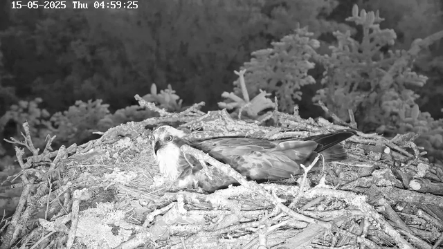 A young bird of prey, likely an osprey, is resting in a large nest made of sticks and branches. The nest is situated high in a tree, with foliage and other trees visible in the background. The image appears to be in black and white, captured at night, with the bird looking directly at the camera. The timestamp on the image indicates it was taken on May 15, 2025, at 4:59 AM.