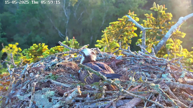 A bird with a white head and dark body is resting in a nest made of twigs and moss. The nest is situated among branches and greenery, with sunlight illuminating the scene from the right side. The background features lush trees and foliage. The image has a timestamp at the top left corner indicating it was taken on May 15, 2025, at 5:59 AM.