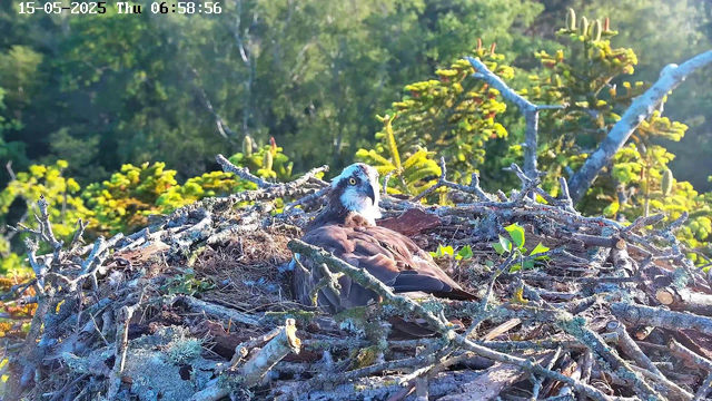 A mature bird, possibly an osprey, is resting in a nest made of twigs and branches. The nest is situated high in a tree, with lush green foliage and other trees visible in the background. The bird has a white head with a dark stripe around its eye, brown streaks on its body, and is gazing over its surroundings. The image is taken in daylight, with sunlight illuminating the scene. The timestamp in the top left corner indicates the date as May 15, 2025, and the time as 6:58 AM.