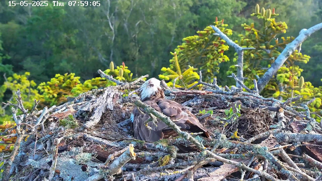 A bird with white and brown feathers is sitting in a nest made of twigs and branches on a tree. The background shows lush green foliage and trees, with sunlight illuminating the scene. The photograph is timestamped "15-05-2025 Thu 07:59:05" in the top left corner.