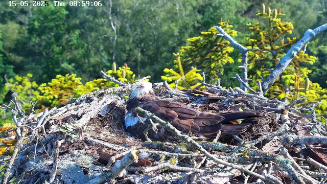A bird is resting in its nest built among tree branches. The bird has brown feathers with some white on its head and a hint of blue near its neck. The nest is made of twigs and is situated in a lush green forest with dense foliage in the background. The timestamp on the image reads "15-05-2025 Thu 08:59:06."